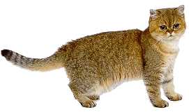 cats-clipart-animated-gif-13